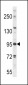 PLD2 Antibody (N-term)